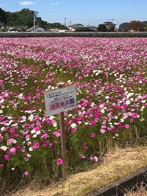 コスモス畑①