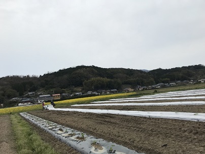 霜対策　３