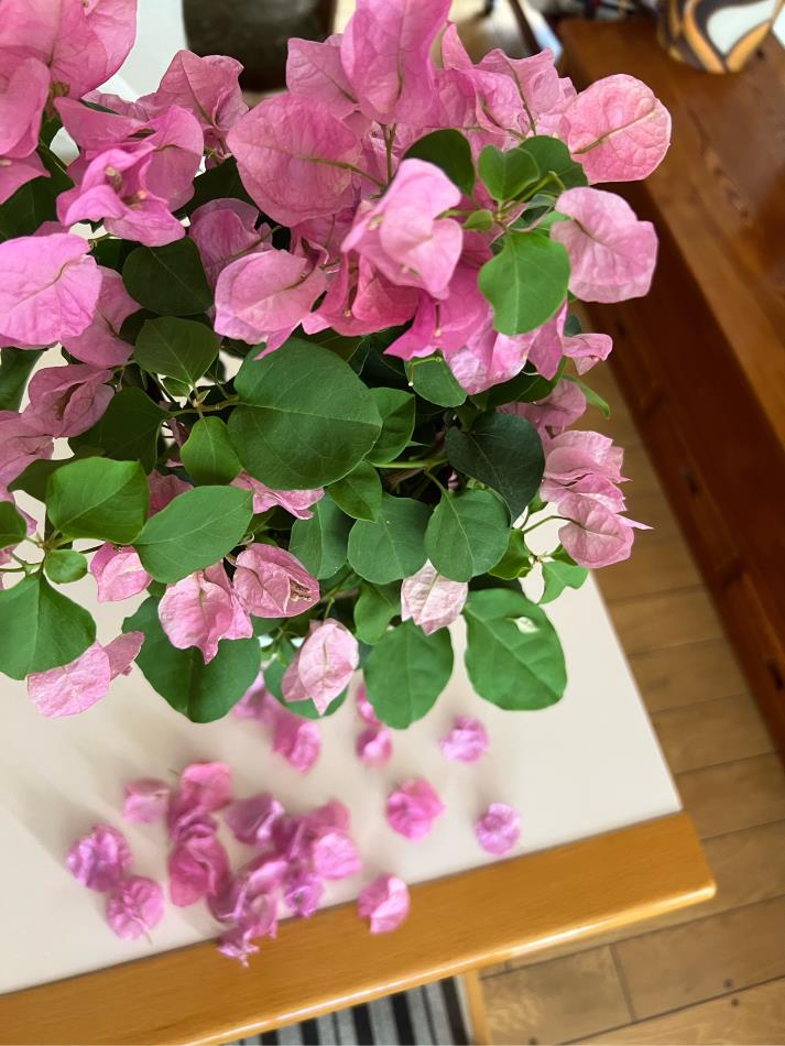 花は散る 【公式通販】