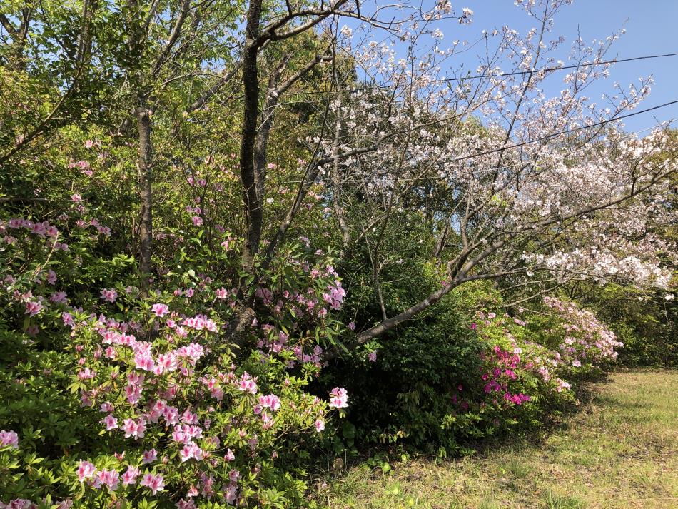 桜