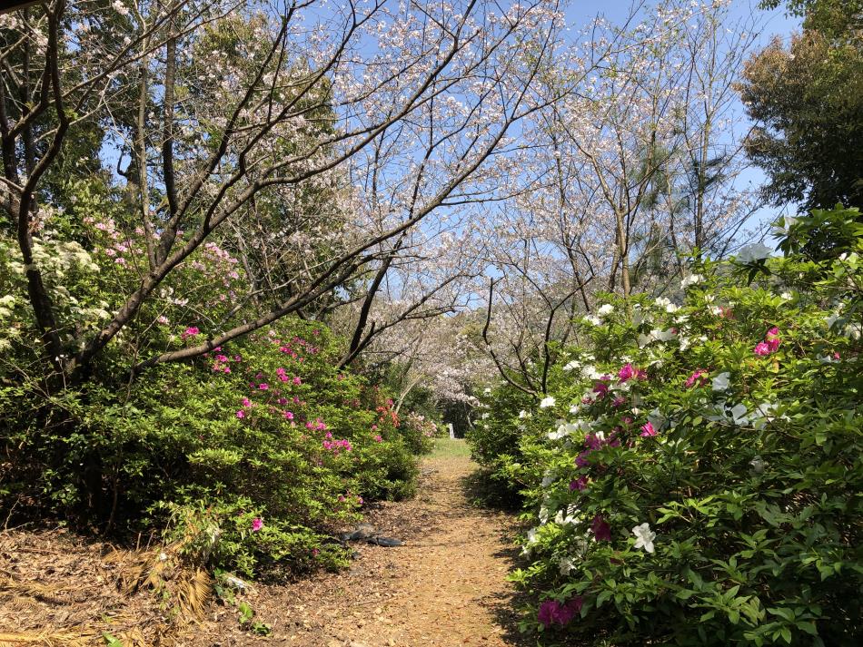 桜