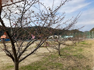 Ｒ３河津桜