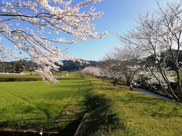 ⑥桜
