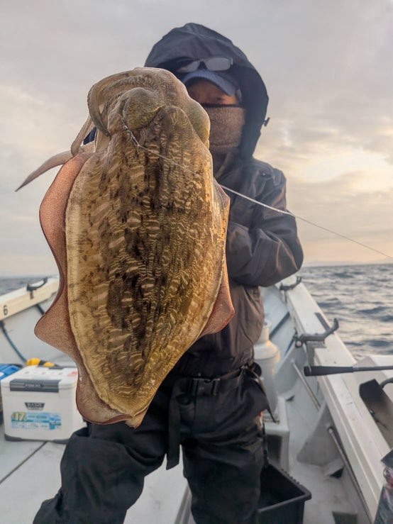 モンゴウイカ釣り