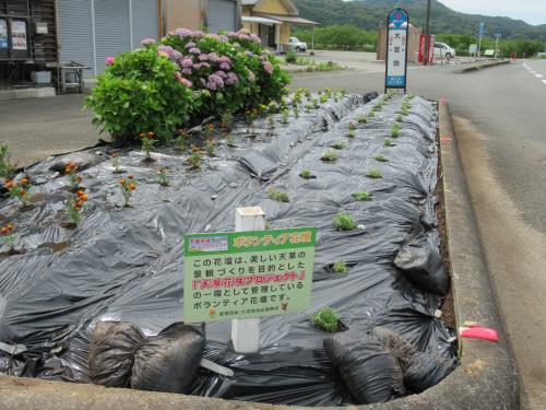 花植え後