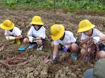 大きく育ちました🍠　芋ほり体験　新和小学校