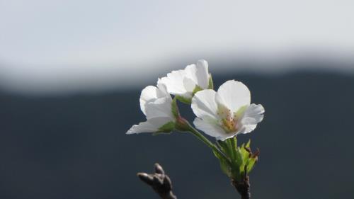 桜