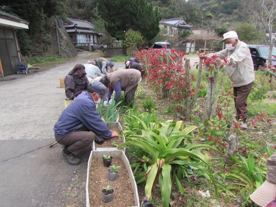 苗植え