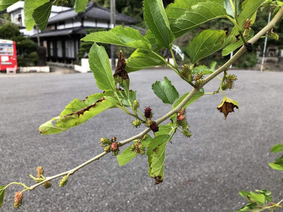 鍬の木