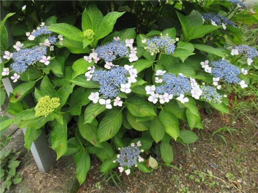 紫陽花30