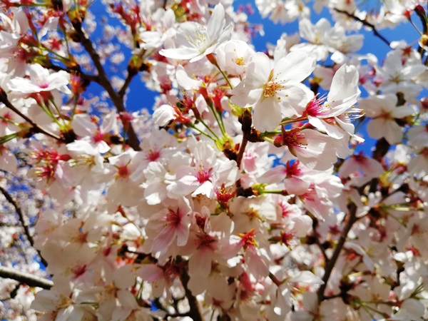 ⑤桜