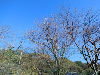 桜咲く！