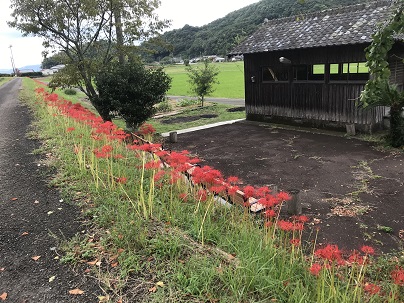 彼岸花　ばえない３