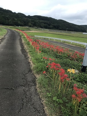 彼岸花　ばえない