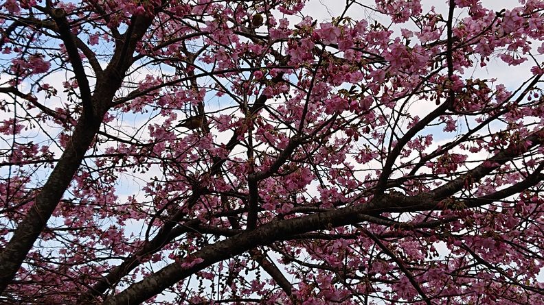 河津桜