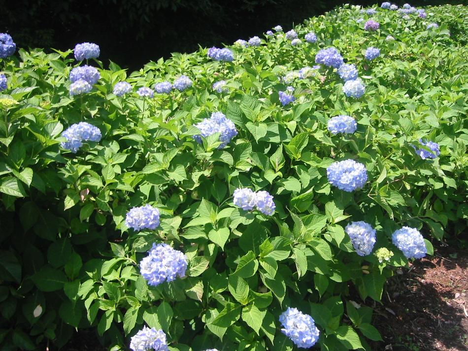 花しょうぶまつり