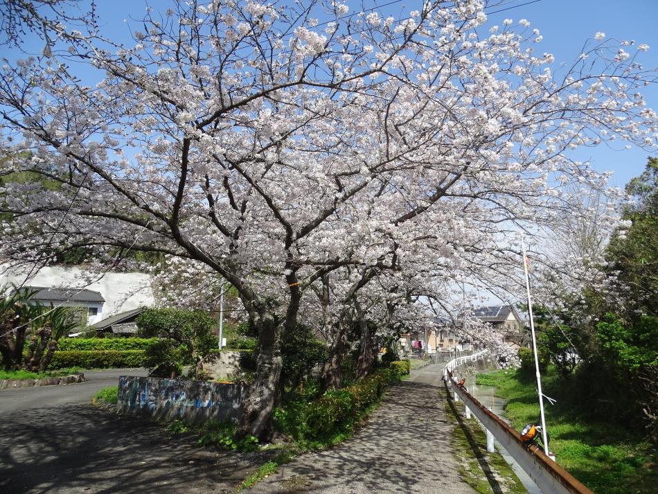 夜桜ライトアップ