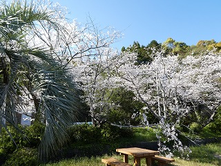 桜