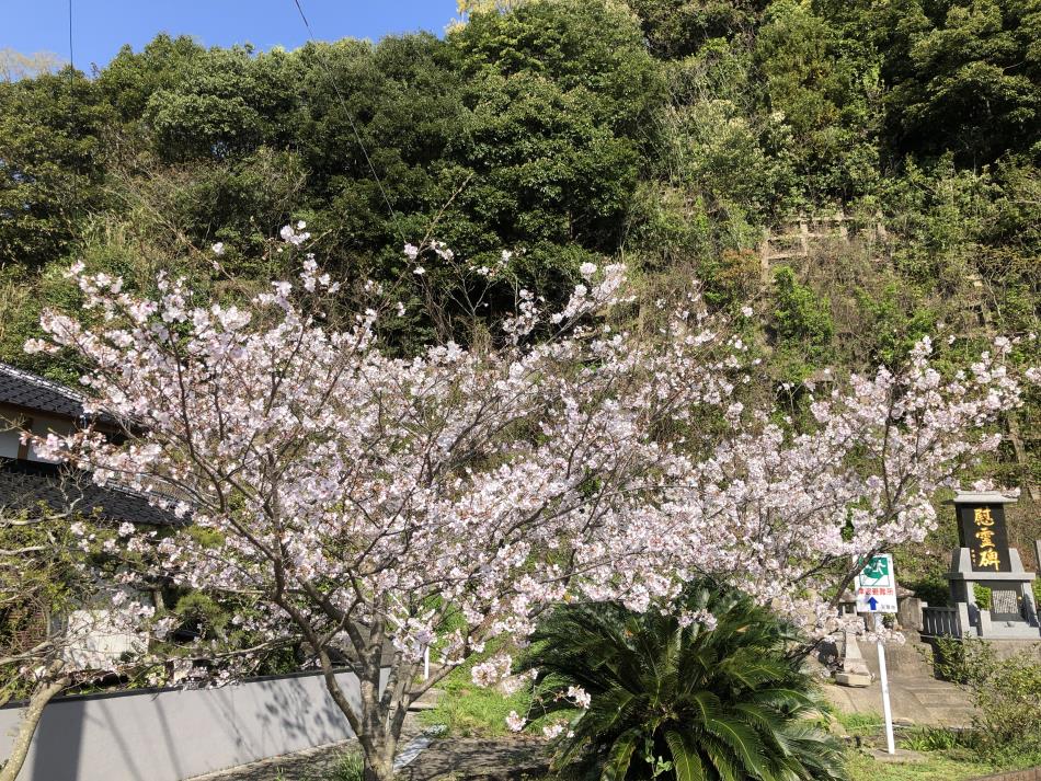 桜①