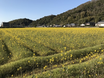 下津浦菜の花　２