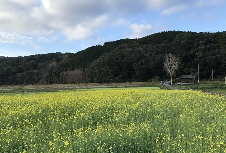 菜の花と十五社宮