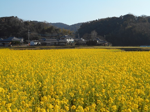 菜の花　２０１６