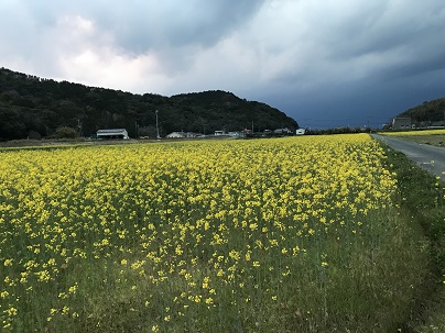 雷菜の花　２