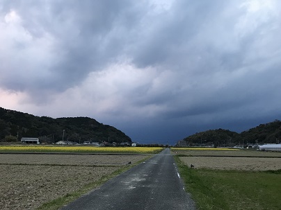 雷菜の花　１