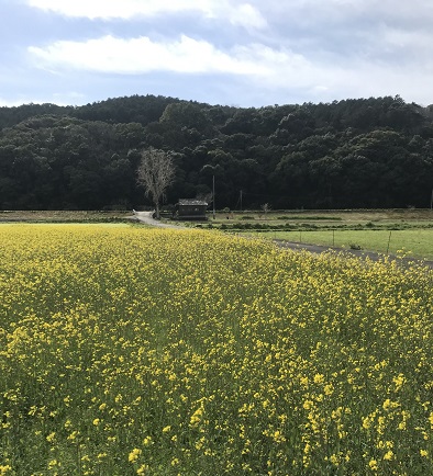 菜の花十五社