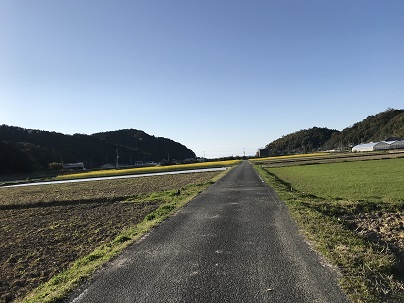 下津浦菜の花　１