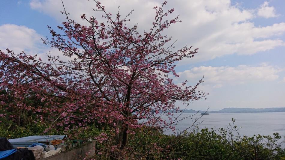 河津桜