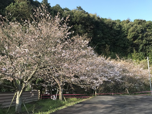 有明中の坂の咲き始め