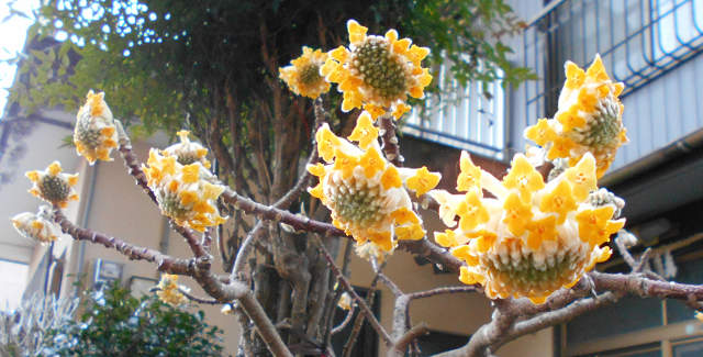 ミツマタの花