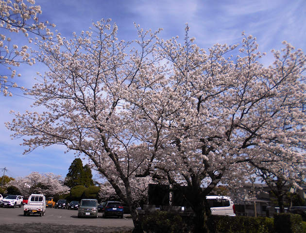 桜