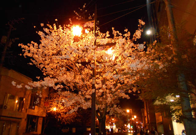 桜