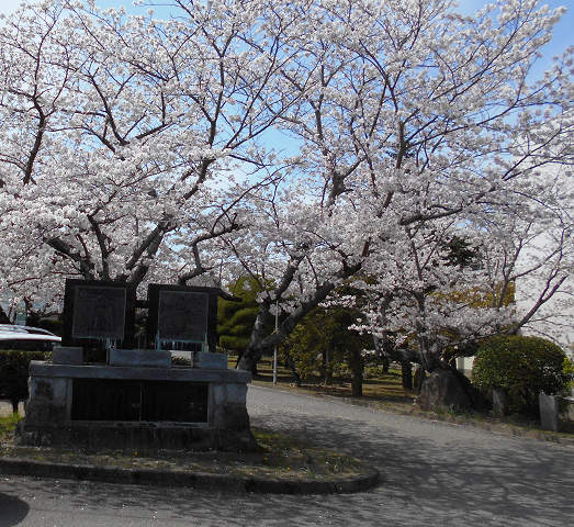 桜