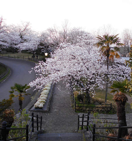 桜