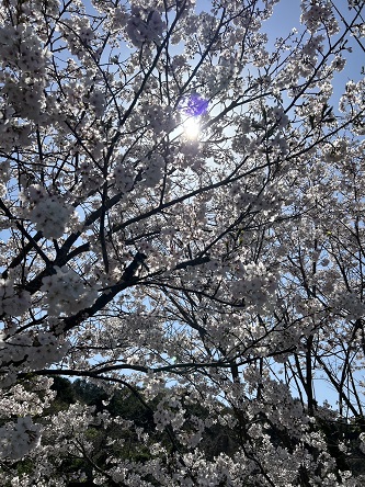 太陽と桜