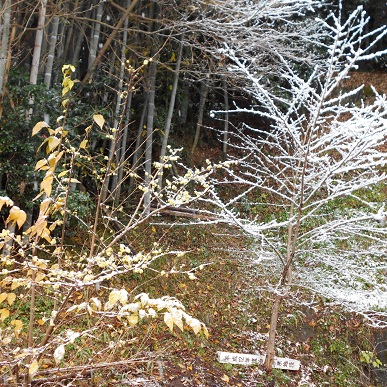 桜と蝋梅