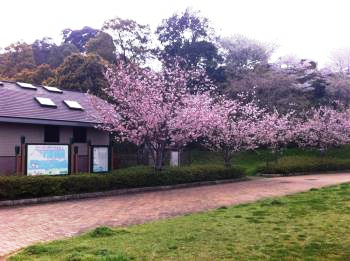 西の久保　桜
