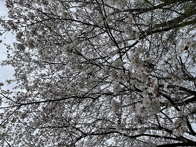 桜_20220327②