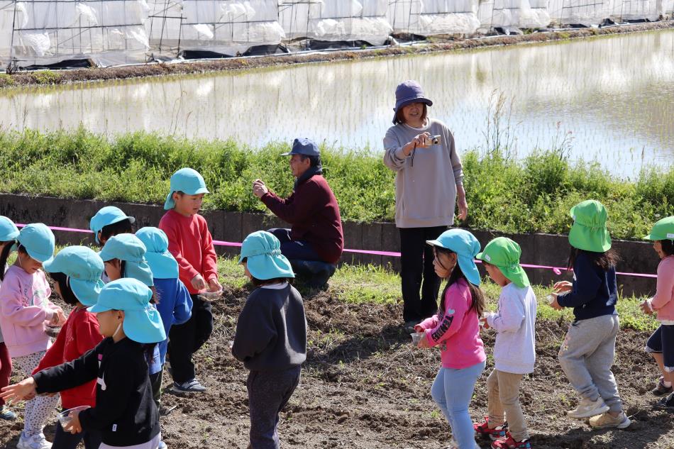 保育園児が🌸コスモスの種をまきました。(^^)/