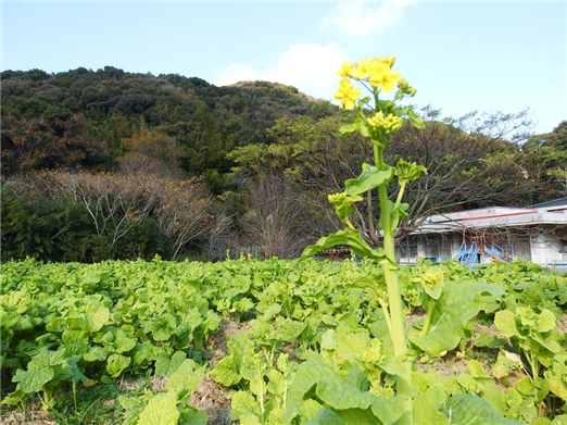 菜の花3