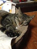 スマホでパチリ　にゃんこ4