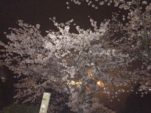 夜桜