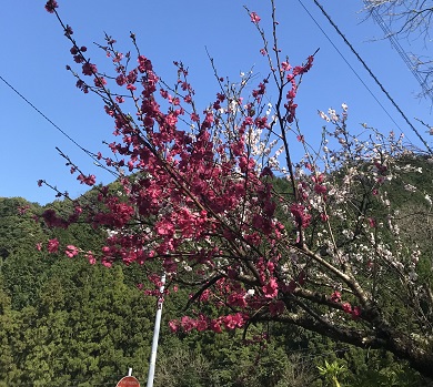 混じり桜