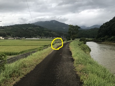 リコリス？？