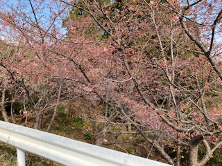 河津桜２月