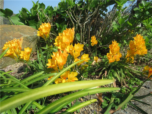 花1