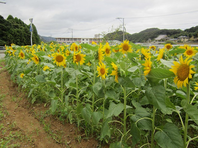 花壇ひまわり１